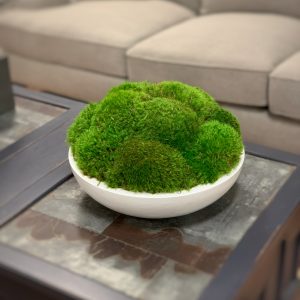 Combination of green moss balls│board plants│home decoration│indoor plants│  - Shop HUI SE Plants - Pinkoi
